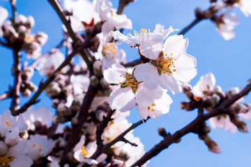 Blossom tree branch with white flowers on blue sky background. springtime.