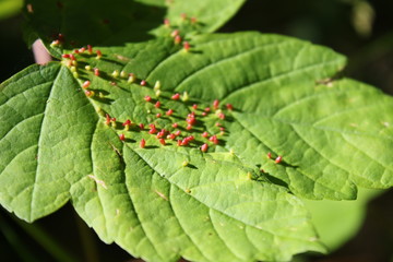 Gallmilbe