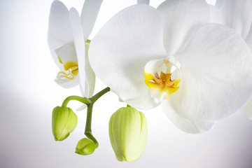 Branch of white orchid with flower buds on light background