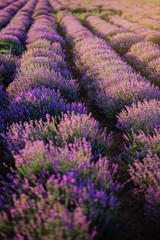 Fototapeta na wymiar Rows of bushes of blooming lavender.