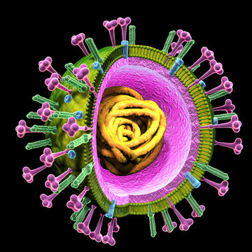 Flu. Influenza viruses with RNA, surface proteins hemagglutinin and neuraminidase,  medically 3D illustration