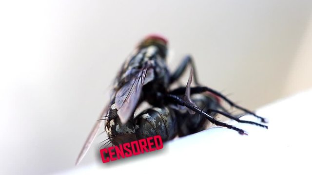A pair of house flies copulate on a white railing with text Censored covered part of connect, macro view. Couple of flies is mating, close up. Insect reproduction outdoors.