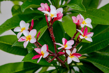Pink plumeria on the plumeria tree, frangipani tropical flowers.s. Blossom Plumeria flowers on light blurred background. Frangipani close up. Flower background for romantic decoration. thailand.