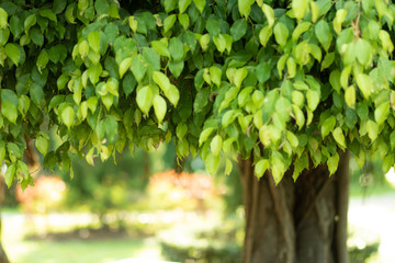 Medium ficus trees plant bright green leaves on the lawn in the garden. Saw the body to the right of the picture. copy space. The background.In the evening after the rain.