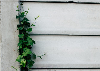 Lush curly ivy throughout the year. Leaves along the wall side, background wall, cement. Copy space. Ivy gourd .