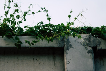 Lush curly ivy throughout the year. Leaves along the wall side, background wall, cement. Copy space. Ivy gourd .