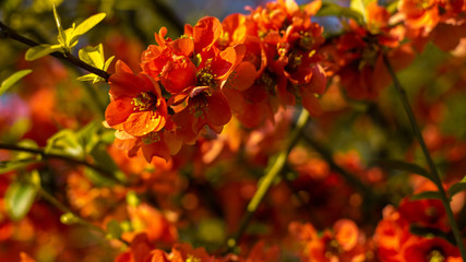 Beautiful close ups of spring colored flowers in bloom, dandelions or leaves with delicate details...