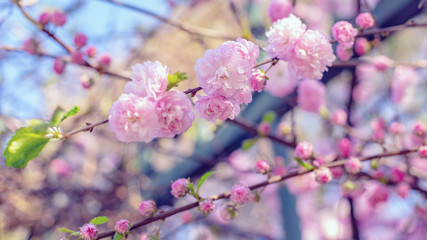 Beautiful close ups of spring colored flowers in bloom, dandelions or leaves with delicate details...