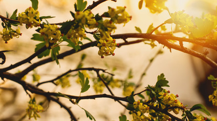 Beautiful close ups of spring colored flowers in bloom, dandelions or leaves with delicate details and gentle sun light and bokeh backgrounds.