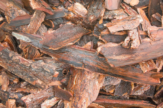 madera y corteza de &aacute;rbol