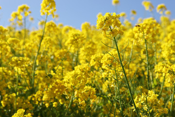 Obraz premium 菜の花畑