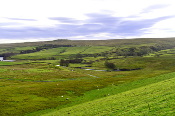 The Yorkshire Dales viewed from Romaldkirk. Famous of green fields, line of grystone walls.
