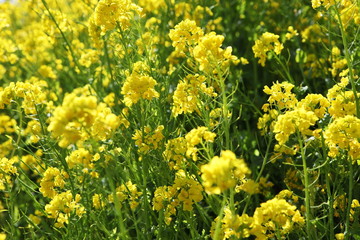 Obraz premium 菜の花畑 