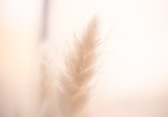 Beautiful close ups of spring colored flowers in bloom, dandelions or leaves with delicate details and gentle sun light and bokeh backgrounds.