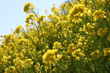 菜の花畑