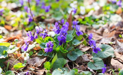 Spring flowers. Violet violets flowers bloom in the spring forest. Viola odorata. Beautiful banner of natural