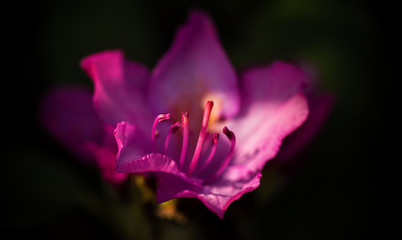 Beautiful close ups of spring colored flowers in bloom, dandelions or leaves with delicate details...