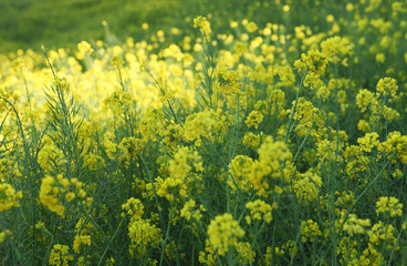 Fototapeta premium 菜の花畑