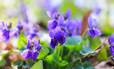 Spring flowers. Violet violets flowers bloom in the spring forest. Viola odorata. Beautiful banner of natural