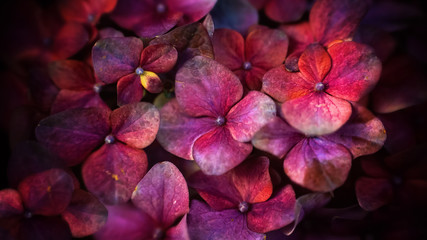 Beautiful close ups of spring colored flowers in bloom, dandelions or leaves with delicate details...