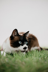 Siamese cat in the grass
