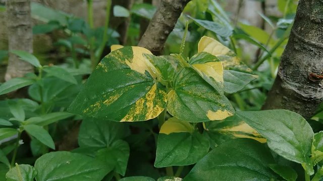 Peperomia pellucida (pepper elder, shining bush plant, and man to man) with natural background.