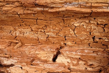 Old rotten wood. Old weathered mouldering tree. Weathered tree destruction. Background or texture....