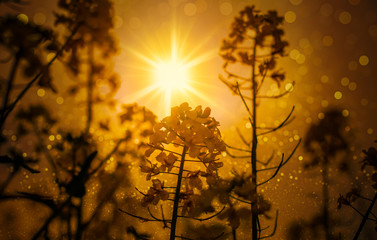 Beautiful close ups of spring colored flowers in bloom, dandelions or leaves with delicate details...