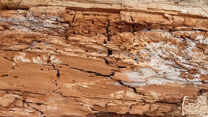 Old rotten wood. Old weathered mouldering tree. Weathered tree destruction. Background or texture. Decay of wood - original natural texture.