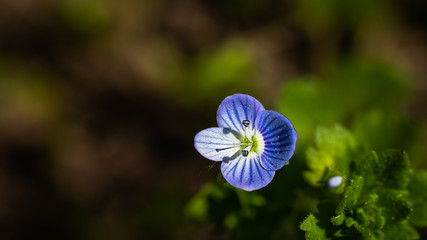 Beautiful close ups of spring colored flowers in bloom, dandelions or leaves with delicate details...