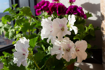 The royal pelargonium of grandiflora with large white flowers of the Mona Lisa variety against the background of green leaves and purple flowers on the loggia is illuminated by the sun at the window
