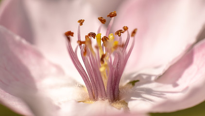 Beautiful close ups of spring colored flowers in bloom, dandelions or leaves with delicate details...