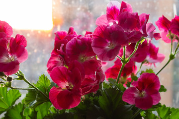 Red flowers of pelargonium grandiflora on the window splashed by rain, in the shade and in the rays of the setting sun