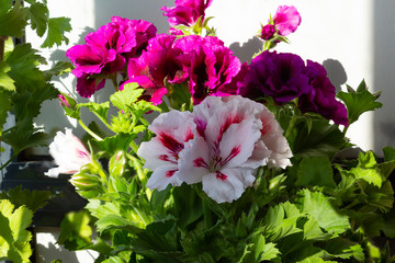 Grandiflora royal pelargonium plant with beautiful large white flowers with red strokes on the petals against the background of green fox and purple flowers on a sunny day.