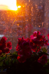 Red flowers of Pelargonium grandiflora on a window splashed from the rain, in the shade and in the rays of the setting sun