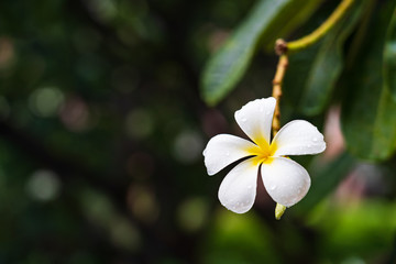 Obraz premium Close up of plumeria or frangipani blossom on the plumeria tree