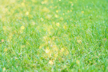 Green meadow grass in football field