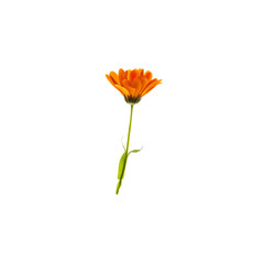Orange flower isolated on white background. Bright flower top view. Autumn flora. Plant on color table concept