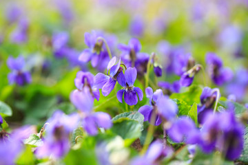 Spring flowers. Violet violets flowers bloom in the spring forest. Viola odorata. Beautiful banner of natural