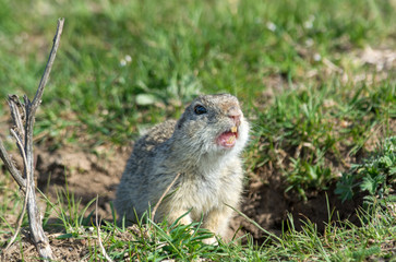 Screaming gopher. Animals, sideways. European ground squirrel (Spermophilus citellus)