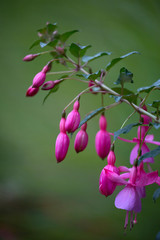 Fuschia