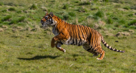 Tiger running in a field