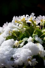 Obraz na płótnie Canvas closeup white primrose covered with snow on a frosty spring morning. the first spring flowers of a sunny day. floral background.