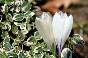 close up white crocus and boxwood leaves on a sunny day growing on soil on flowerbed in early spring. green and white leaves, white and frozen transparent bloom of  crocus. floral background