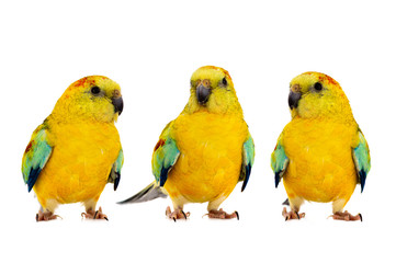 Fototapeta na wymiar three parrot (haematonotus psephotus) isolated on white background