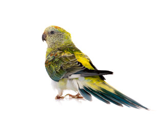 Fototapeta premium parrot female (haematonotus psephotus) isolated on white background