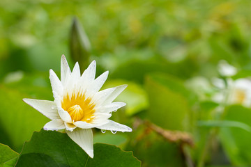 White lotus on the green leaves background