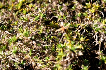 young plants growing in the garden. Flopar texture, green background