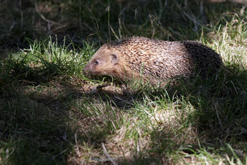 European Hedgehog (Erinaceus europaeus)