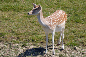 Female Fallow Deer (Dama dama) standing in the sunshine